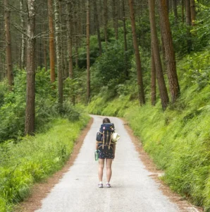 tourist, traveler, nature, woman, walking, backpack, trail, trekking, forest, woods, walk, wander, trees, tourist, tourist, walking, walking, walking, walking, walking, backpack, backpack, trail, trail, trekking, trekking, trekking, trekking, forest, forest, walk, walk